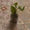 1507-10.webp خرید قسطی | فرش کلاسیک 1507 سبز