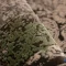 807-9-1.webp خرید قسطی | فرش کناره وینتیج 420 طوسی سبز