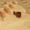 t-1063-10.webp خرید قسطی | فرش ابریشم ماشینی T1063 کرم