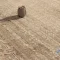 خرید قسطی | فرش وینتیج 761922 کرم نسکافه ای